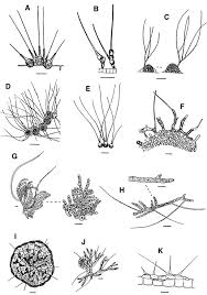 Attēlu rezultāti vaicājumam “Chaetophora pisiformis”