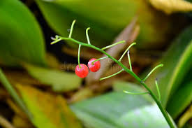 Attēlu rezultāti vaicājumam “Convallaria majalis fruit”