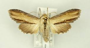 Attēlu rezultāti vaicājumam “Shargacucullia scrophulariae larva”