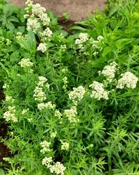 Attēlu rezultāti vaicājumam “Galium boreale bud”