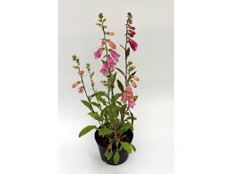 Image result for Digitalis purpurea
