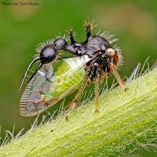 Attēlu rezultāti vaicājumam “Membracidae”