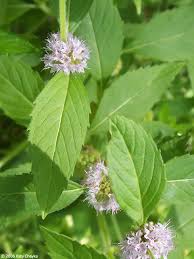 Attēlu rezultāti vaicājumam “Mentha arvensis flower”