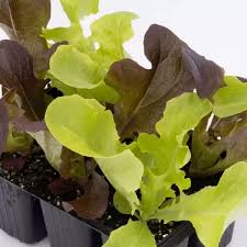 Image result for Pflücksalat