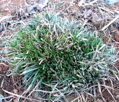 Attēlu rezultāti vaicājumam “Carex caryophyllea flower”