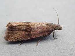 Attēlu rezultāti vaicājumam “Celypha striana”