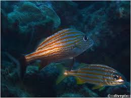 Image result for Haemulon carbonarium