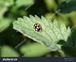 Attēlu rezultāti vaicājumam “Propylea quatuordecimpunctata”