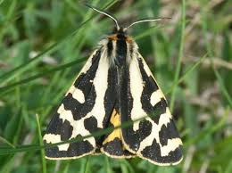 Attēlu rezultāti vaicājumam “Parasemia plantaginis male”