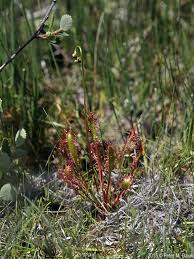 Attēlu rezultāti vaicājumam “Drosera anglica leaf”