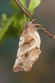 Attēlu rezultāti vaicājumam “Selenia dentaria larva”
