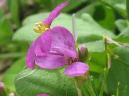 Attēlu rezultāti vaicājumam “Aubrieta deltoidea flower”