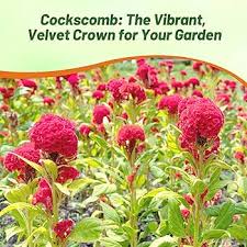 Attēlu rezultāti vaicājumam “Collaria rubens stalked”