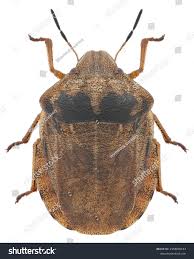 Attēlu rezultāti vaicājumam “Eurygaster testudinaria”