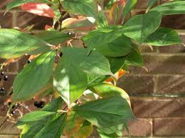 Attēlu rezultāti vaicājumam “Aronia melanocarpa leaf”