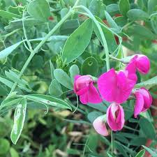 Attēlu rezultāti vaicājumam “Lathyrus tuberosus”