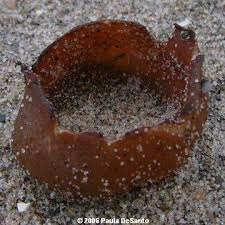 Attēlu rezultāti vaicājumam “Peziza ammophila”