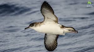 Image result for Puffinus puffinus