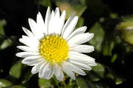 Attēlu rezultāti vaicājumam “Aethes margaritana”