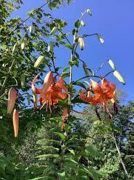 Attēlu rezultāti vaicājumam “Lilium lancifolium bud”