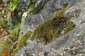 Attēlu rezultāti vaicājumam “Cladopodiella francisci”