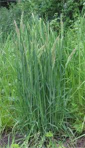 Attēlu rezultāti vaicājumam “Holcus lanatus  fruit”