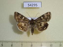 Attēlu rezultāti vaicājumam “Protoschinia scutosa”