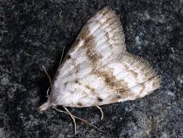 Attēlu rezultāti vaicājumam “Nola aerugula”