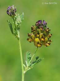 Attēlu rezultāti vaicājumam “Medicago x varia  flower”
