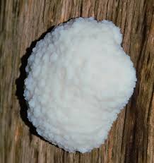 Attēlu rezultāti vaicājumam “Reticularia lycoperdon”