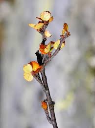 Attēlu rezultāti vaicājumam “Betula nana male flower”