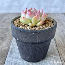 「マリアム=フタピエ」の画像検索結果