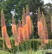 Image result for Steppenkerze