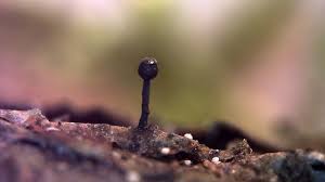 Attēlu rezultāti vaicājumam “Licea chelonoides”