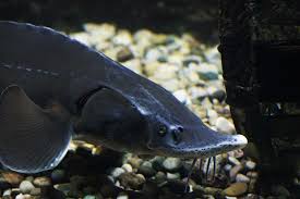 Image result for Acipenser