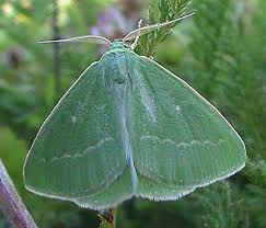 Attēlu rezultāti vaicājumam “Thetidia smaragdaria”
