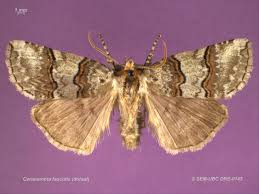 Attēlu rezultāti vaicājumam “Drepanidae”