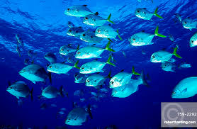 Image result for Caranx latus