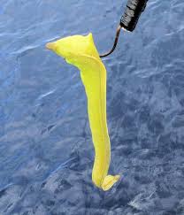 Image result for Gymnothorax funebris