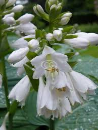 Attēlu rezultāti vaicājumam “Hosta sp. flower”