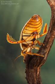 Attēlu rezultāti vaicājumam “Dytiscus marginalis”