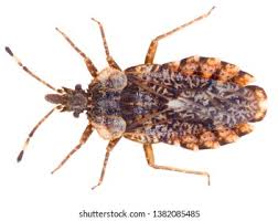 Attēlu rezultāti vaicājumam “Aradus betulae”