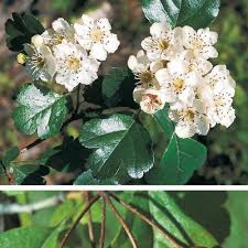 Attēlu rezultāti vaicājumam “Crataegus laevigata”