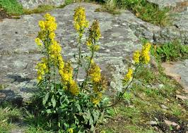 Image result for Solidago virgaurea