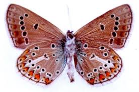 Attēlu rezultāti vaicājumam “Eumedonia eumedon”