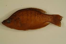 Image result for Pomoxis annularis