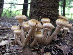 Attēlu rezultāti vaicājumam “Armillaria sp.”