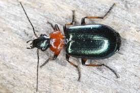 Attēlu rezultāti vaicājumam “Lebia chlorocephala”