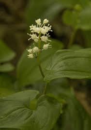 Attēlu rezultāti vaicājumam “Maianthemum bifolium leaf”