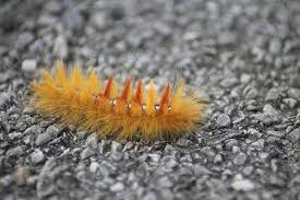 Attēlu rezultāti vaicājumam “Acronicta aceris larva”